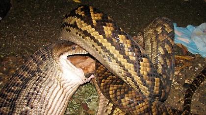 Παντρειά για τους δύο πύθωνες στην Καμπότζη