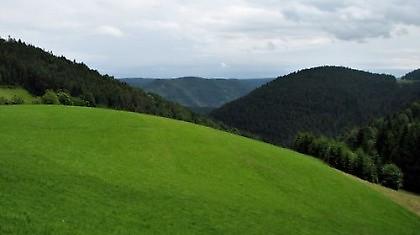 Κατσικάκι…δηλητήριο
