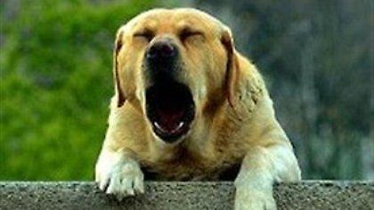 Εκπαίδευσε το σκύλο του να δαγκώνει!
