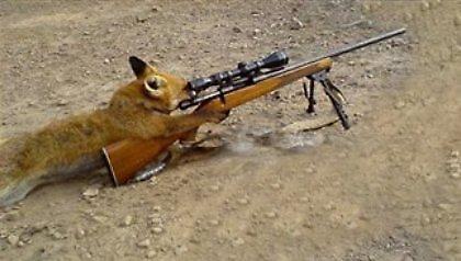 Αλεπού πυροβόλησε κυνηγό!