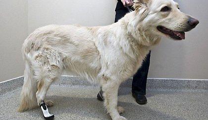 Τεχνητός αστράγαλος σε σκύλο