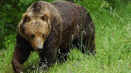 Αρκούδα κατασπάραξε γαϊδουράκι στα Τρίκαλα
