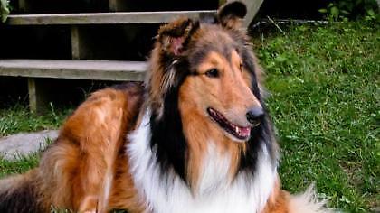 Κρεμάστηκε επειδή πέθανε ο σκύλος του!