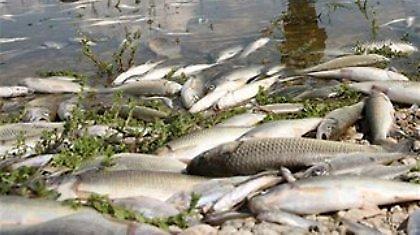 Νεκρά ψάρια ξεβράζει ο ποταμός Ευρώτας