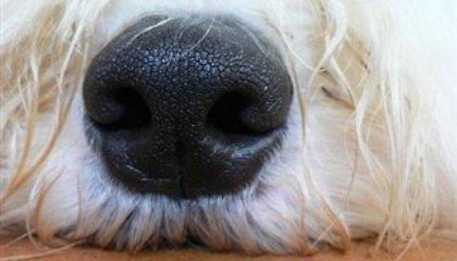 Ελβετός αγρότης τρώει σκυλιά!