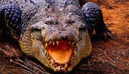 Έπεσε στους κροκόδειλους για να αποφύγει την αστυνομία