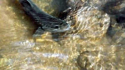 Ψάρια που παίρνουν αντικαταθλιπτικά!