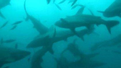 Χιλιάδες καρχαρίες σε απόσταση αναπνοής από τη Φλόριντα
