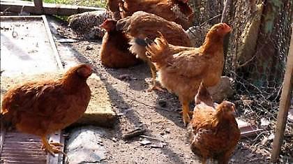 Έκρυβε 100.000 ευρώ στο… κοτέτσι που πήρε φωτιά!