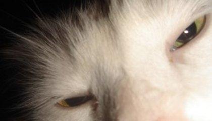 Ψυχοπαθής βασανίζει τελετουργικά γάτες μέχρι θανάτου!