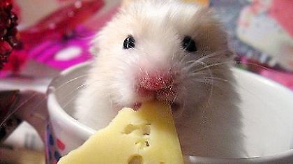 Η κατανάλωση τυριού συνδέεται με εμφάνιση καρκίνου