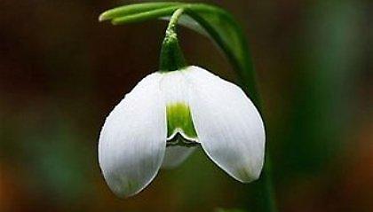 Λουλούδι έπιασε τα 270 ευρώ σε δημοπρασία!