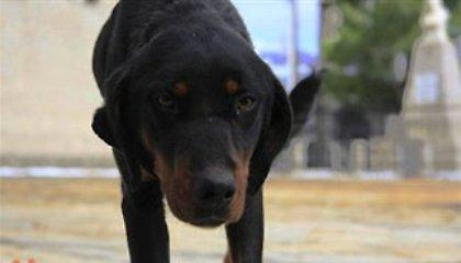 Πυροβόλησε πέντε σκυλιά γιατί έφαγαν μια κότα!