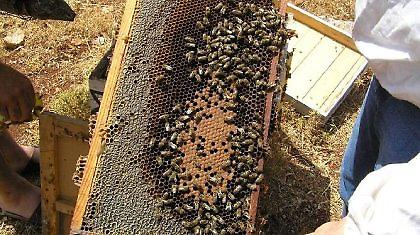 Αυτός ο ληστής ήταν τρελός για… μέλι