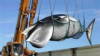 Πλήγμα κατά της φαλαινοθηρίας