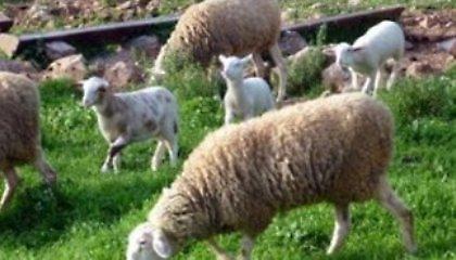 Πλησιάζει το Πάσχα και… κλέβουν αρνιά!