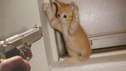 Κλεπτομανής... γάτος!