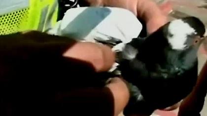 Αποστολή ναρκωτικών με ταχυδρομικό περιστέρι! (video)