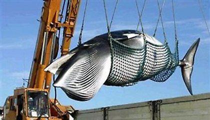 Το Τόκιο σταματά τη φαλαινοθηρϊα