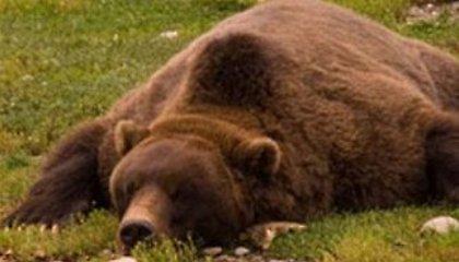 Πέσε σε χειμερία νάρκη… μπορείς!