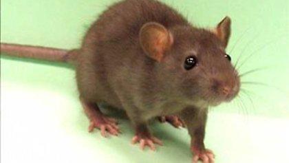 Αναγκαστική προσγείωση λόγω αρουραίου