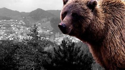 Απίστευτο: Εφαγαν… αρκούδα στα Γρεβενά!