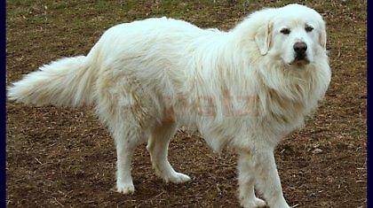 Έκοψε τα αυτιά του σκύλου του και τον πουλάει!