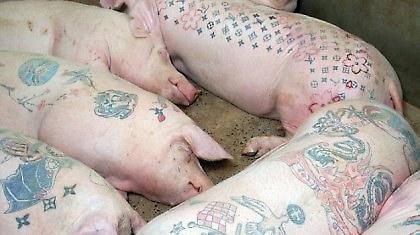 Ξεχωρίζουν τα γουρουνάκια από τα τατουάζ τους