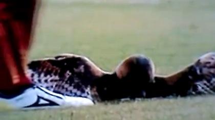 Ποιος είναι το ζώο; (video)