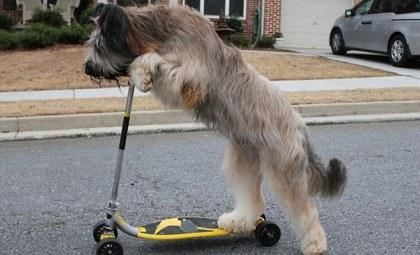 Σκυλ-ίσια ζωή (vid)