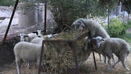 Άλλοι βρίσκουν τα ζώα τους λειψά κι άλλοι… υπεράριθμα!