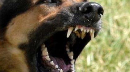 Μάνα και παιδί στόχος αγέλης αγριόσκυλων