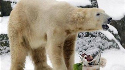 Πέθανε ο πολικός αρκούδος Κνουτ