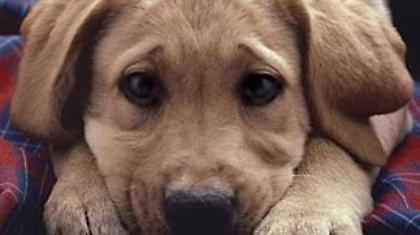 Σχέδιο νόμου για κατοικίδια και αδέσποτα