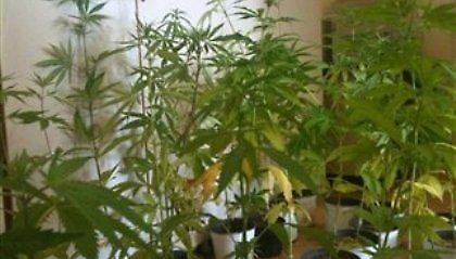 Κοιμόταν... αγκαλιά με τα χασισόδεντρα