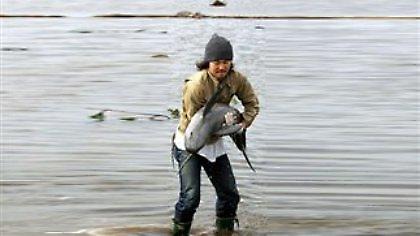 Φώκια βρέθηκε σε ορυζώνα μετά το τσουνάμι