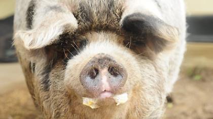 Το γουρούνι κάνει λίφτινγκ