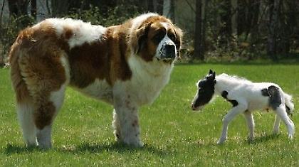 Μικρό μου πόνι και αηδίες! (pics)