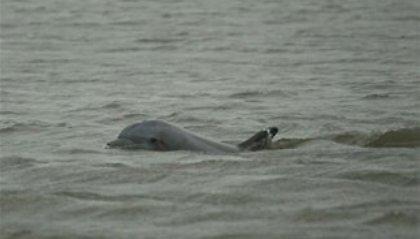 5000 κήτη πέθαναν από την πετρελαιοκηλίδα