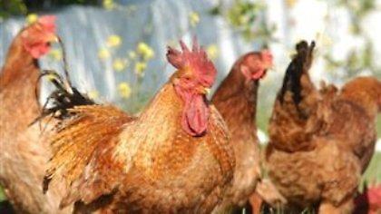 Πλαστικά από... πούπουλα κοτόπουλου!