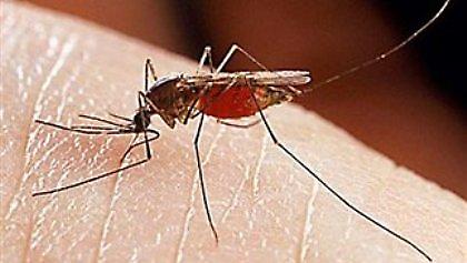 Ξανάρχεται ο ιός του Δυτικού Νείλου