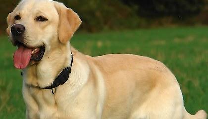 Λαμπραντόρ έσωσε παιδάκι που είχε χαθεί