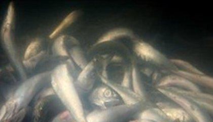 Τοξικές σαρδέλες στη Μαδαγασκάρη