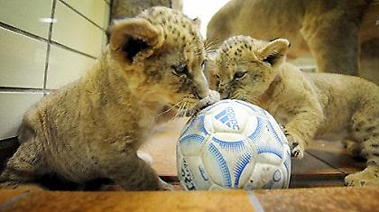 Οι φωτιές τα έκαναν «λιονταράκια»