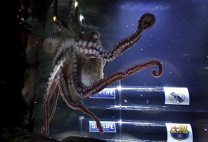 Χταπόδι δείξε ποιος θα νικήσει… (video)