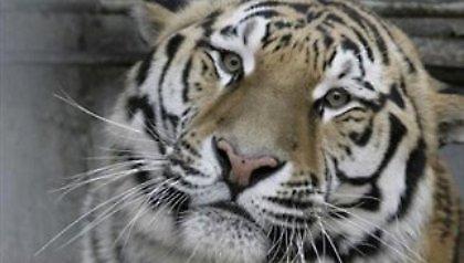 Τρεις τίγρεις στην υπηρεσία της διπλωματίας