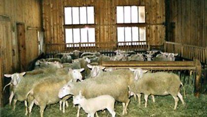 Έβαλε κάμερα στο μαντρί!