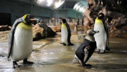 Πιγκουίνος με... στολή κατάδυσης