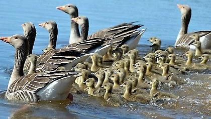 Α πα πα πα πα πα!