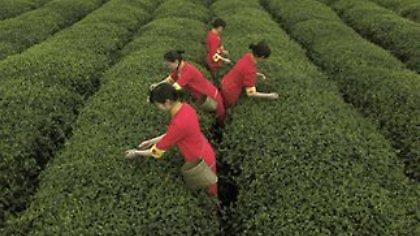 Ραδιενεργό τσάι κοντά στο Τόκιο